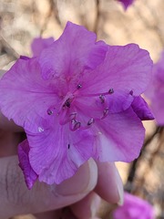Rhododendron mucronulatum
