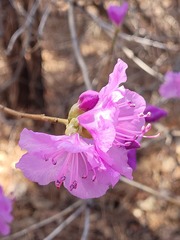 Rhododendron mucronulatum