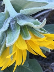Wyethia helenioides