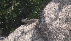 Sceloporus occidentalis longipes