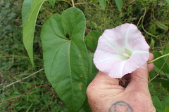 Calystegia sepium roseata x Silvatica disjuncta