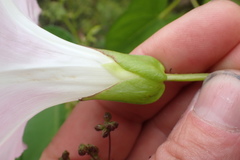 Calystegia sepium roseata x Silvatica disjuncta