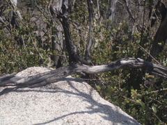 Sceloporus occidentalis longipes