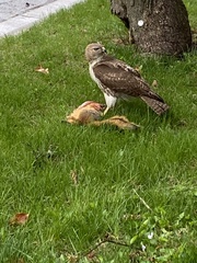 Buteo jamaicensis