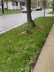 Buteo jamaicensis
