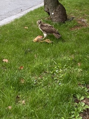 Buteo jamaicensis