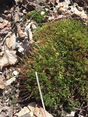 Image of Atrichum altecristatum by no rights reserved