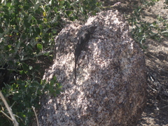 Sceloporus occidentalis longipes