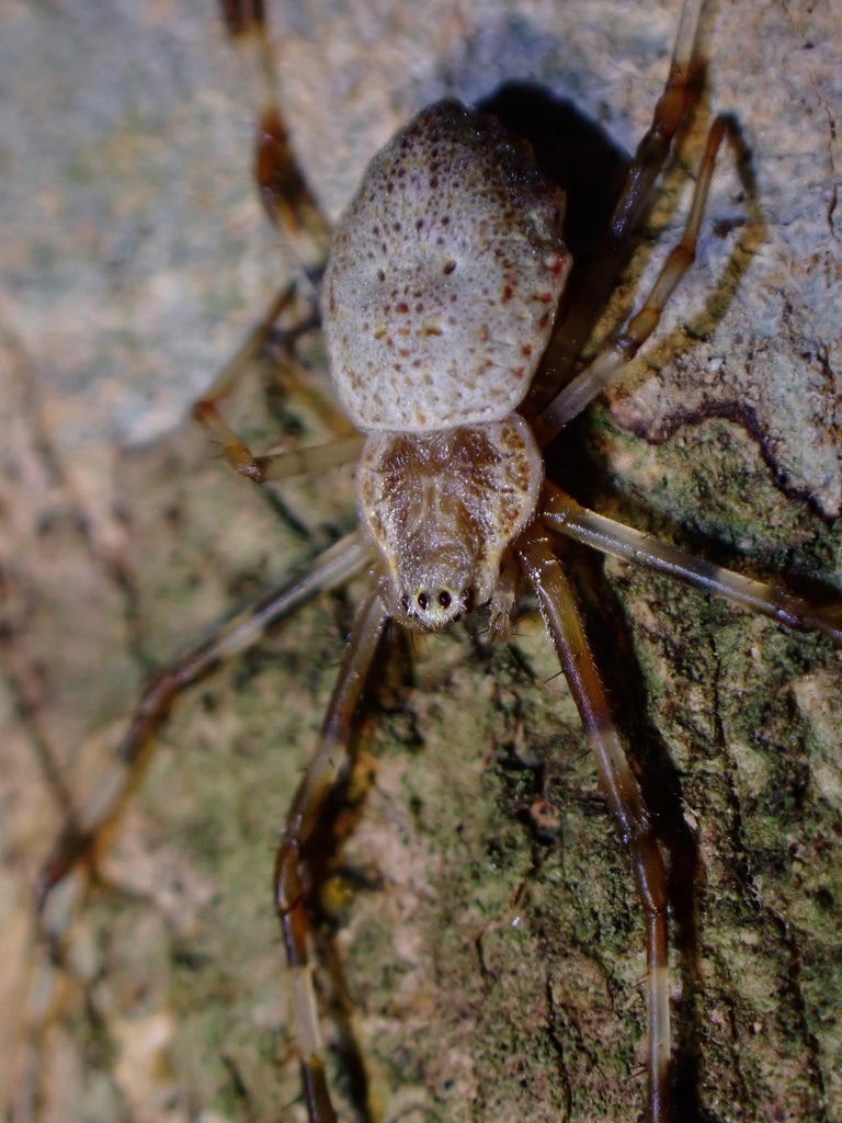 Coin Spiders from Tanjung Bungah, Penang, Malaysia on March 06, 2021 at