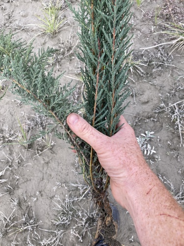 German false tamarisk (Myricaria germanica)