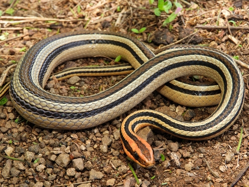 Lined Ground Snake