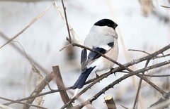 Pyrrhula pyrrhula cassinii
