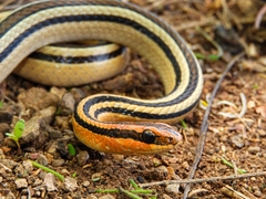 Lygophis lineatus