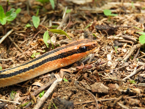 Lined Ground Snake