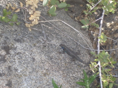 Sceloporus occidentalis longipes