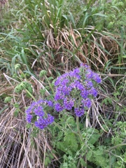 Phacelia congesta