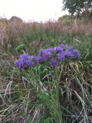 Phacelia congesta