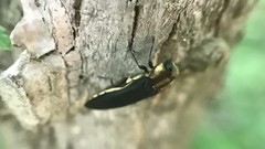 Agrilus audax