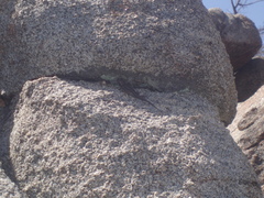 Sceloporus occidentalis longipes