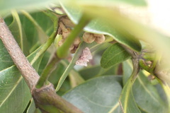 Trichophysetis cretacea