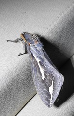 Abantiades labyrinthicus