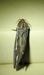 Abantiades labyrinthicus