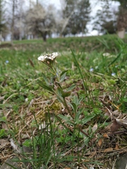 Berteroa incana