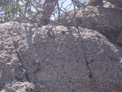 Sceloporus occidentalis longipes