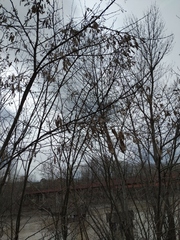 Robinia pseudoacacia