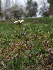 Berteroa incana