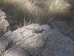 Sceloporus occidentalis longipes