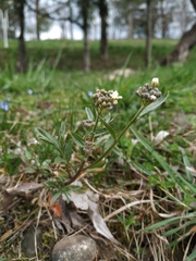 Berteroa incana