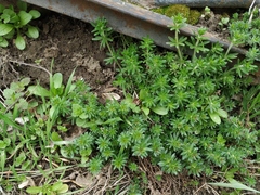 Galium humifusum