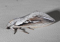 Abantiades labyrinthicus