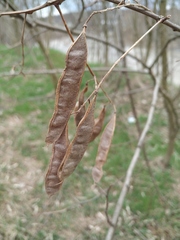 Robinia pseudoacacia