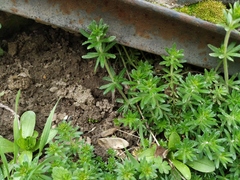 Galium humifusum