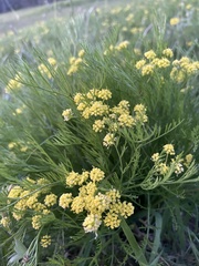 Lomatium bradshawii