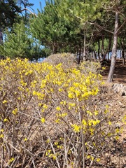 Forsythia koreana
