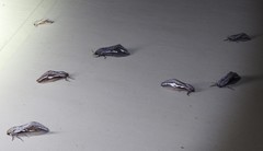 Abantiades labyrinthicus