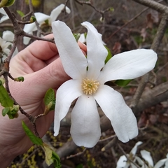 Magnolia kobus