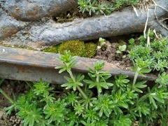 Galium humifusum