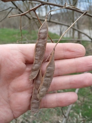 Robinia pseudoacacia