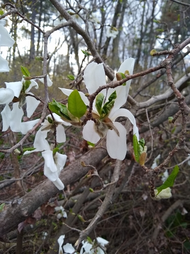 Image of Magnolia kobus by (c) Mark Apgar, some rights reserved (CC BY)