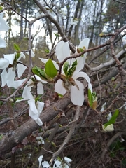 Magnolia kobus
