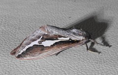 Abantiades labyrinthicus