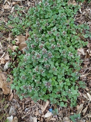 Lamium purpureum