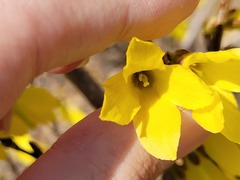 Forsythia koreana