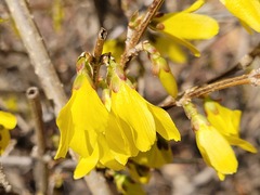 Forsythia koreana