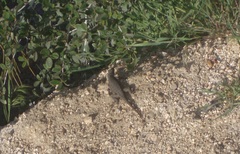 Sceloporus occidentalis longipes
