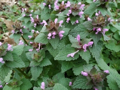 Lamium purpureum